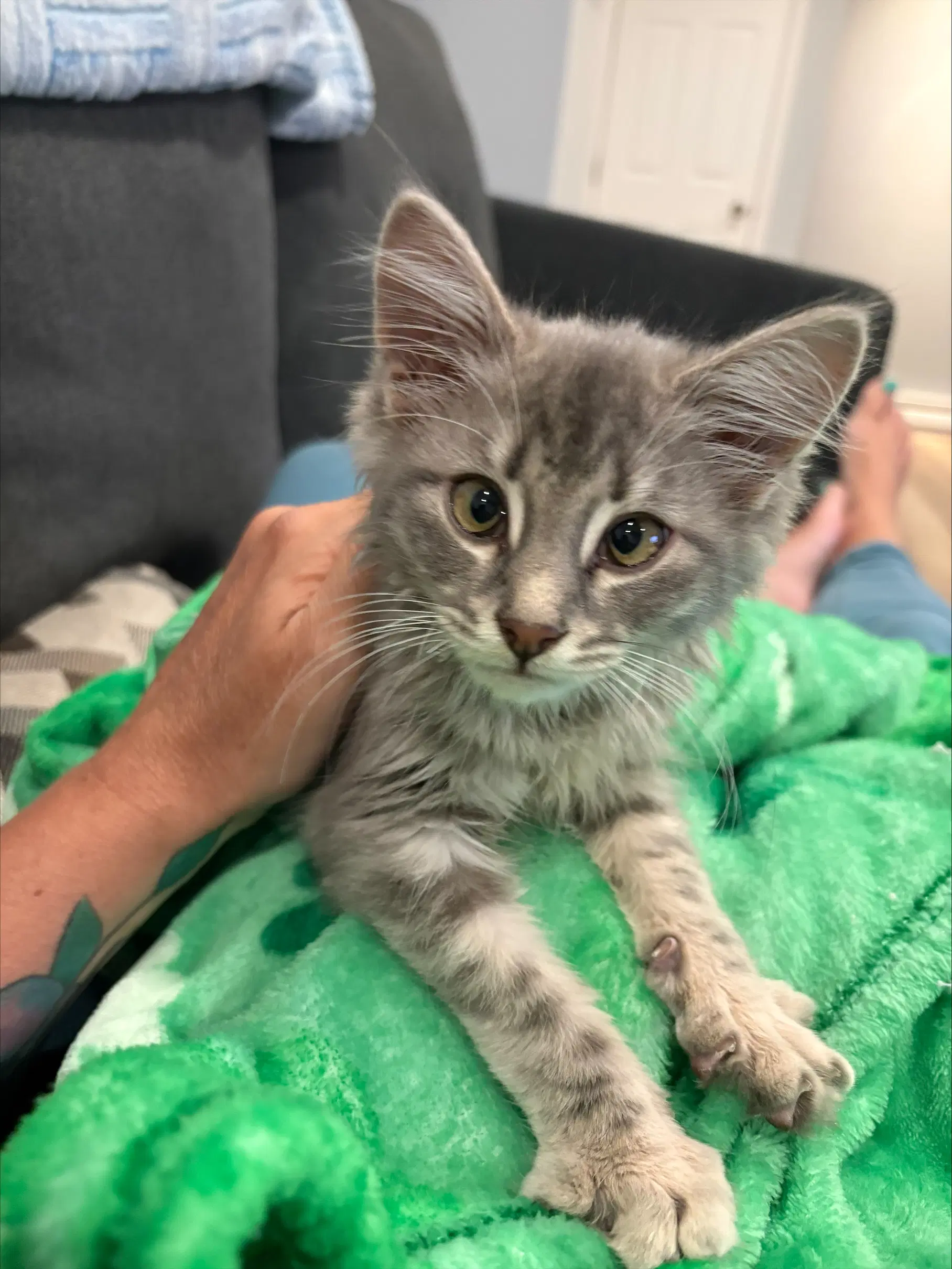 Jackie - Domestic Long Hair