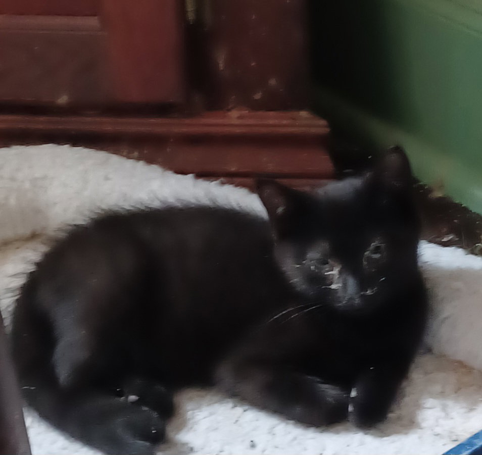 Mordecai, cat