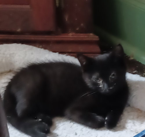 picture of the cat needing adoption