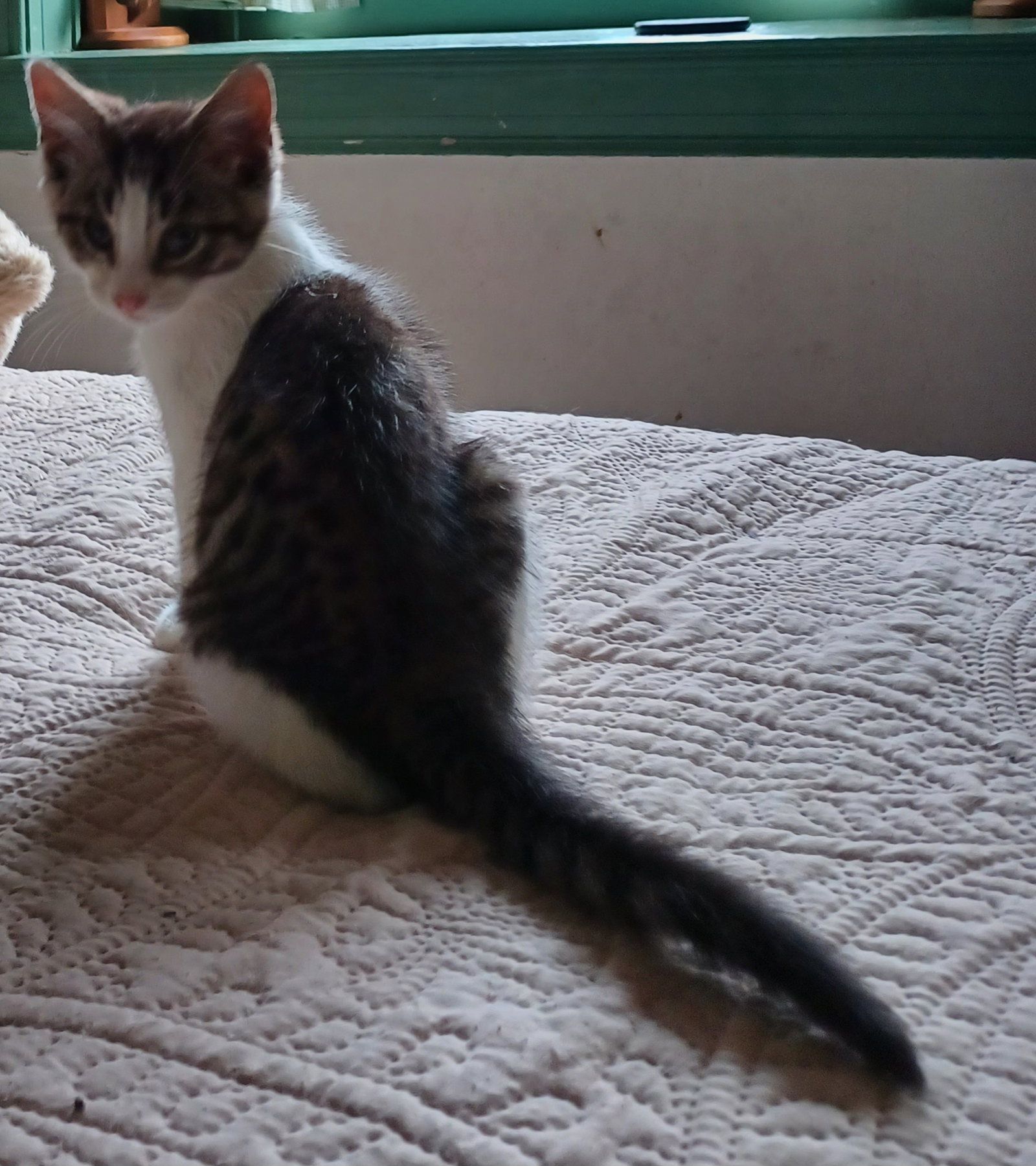 Carl, cat