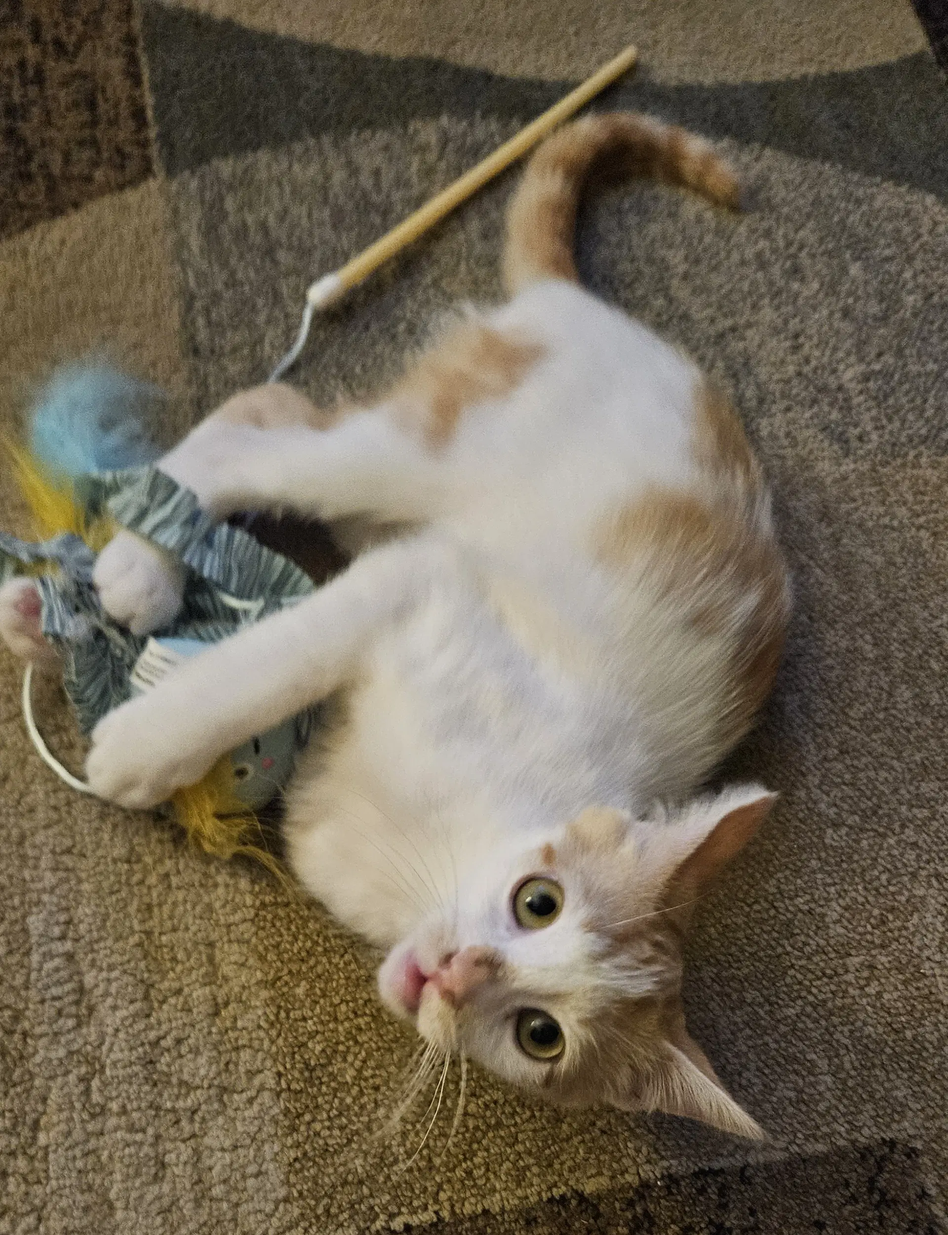 Milo - Domestic Short Hair