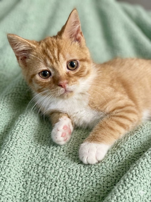 Mila, a cat for adoption from Loving Care Cat Rescue