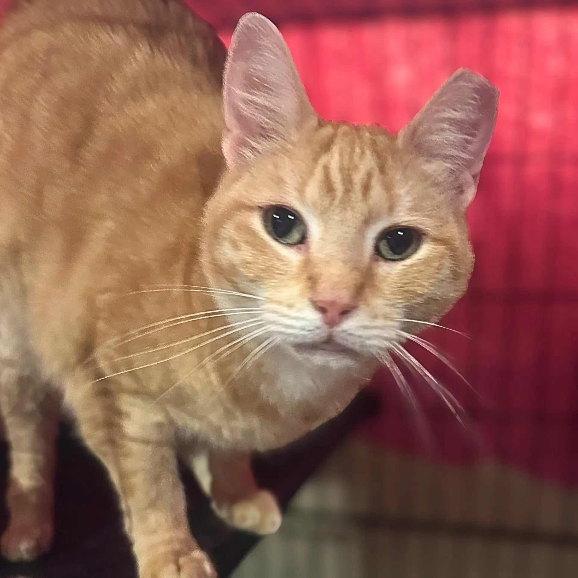 Cressida - Domestic Short Hair