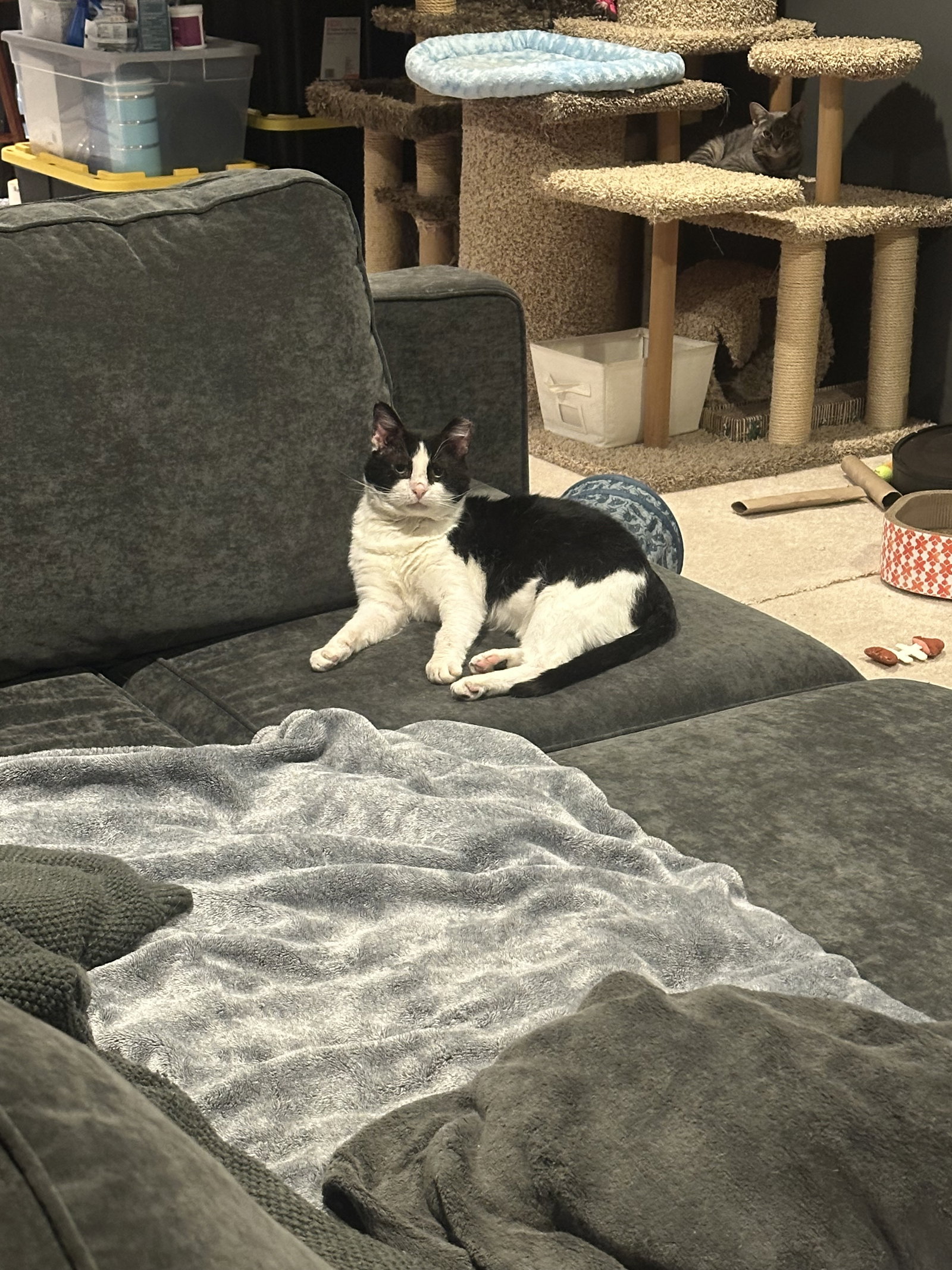 Sylvester, cat