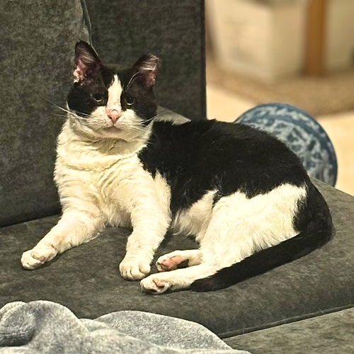 Sylvester, a cat for adoption from Loving Care Cat Rescue