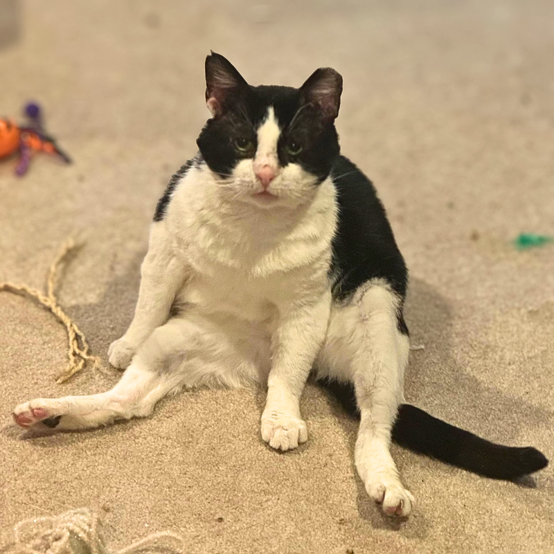 Sylvester, photo 3
