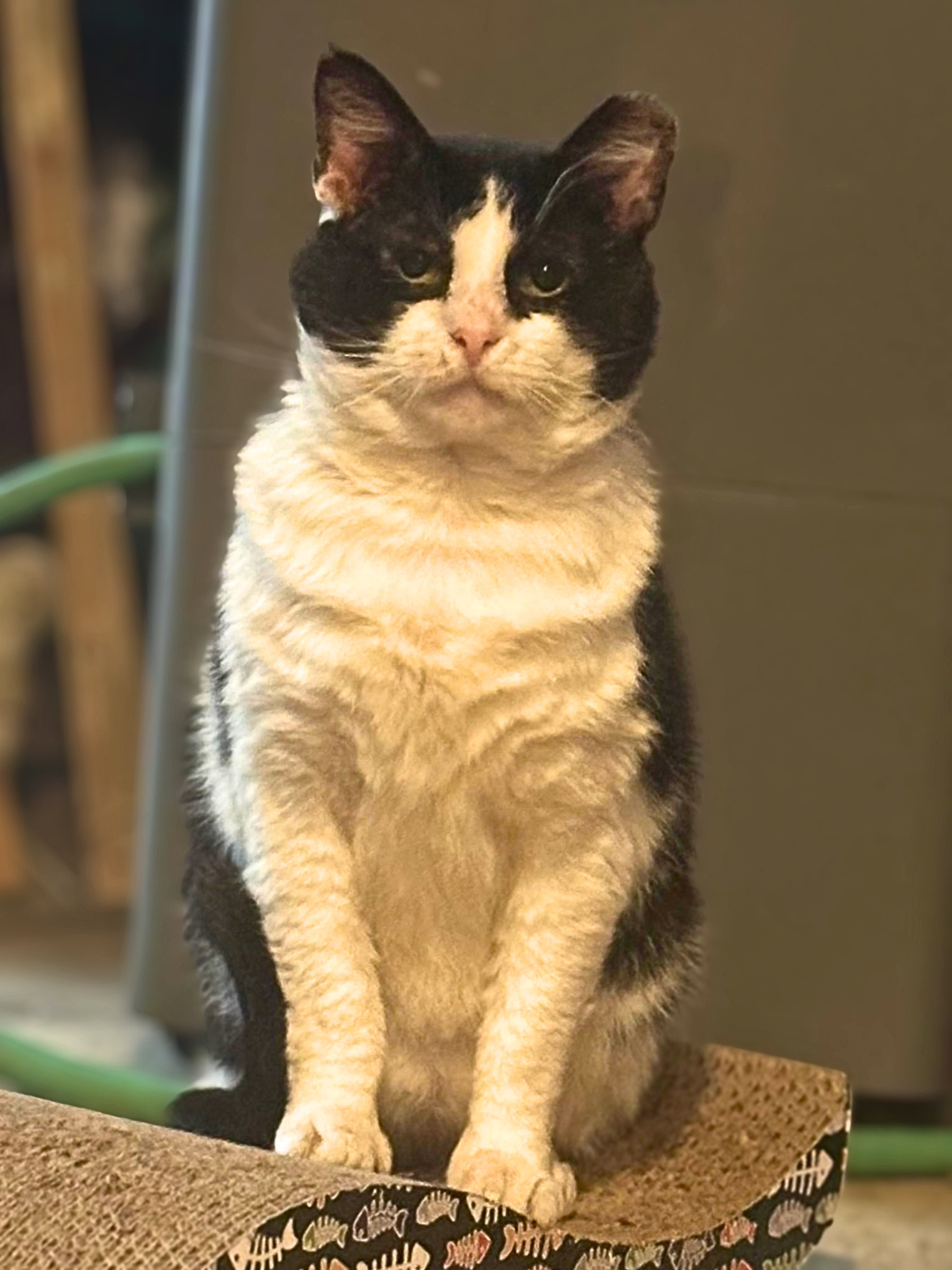 Sylvester, photo 4