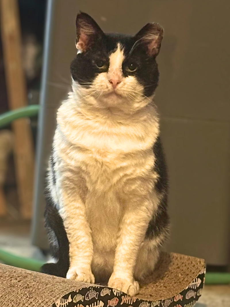 Sylvester, photo 4