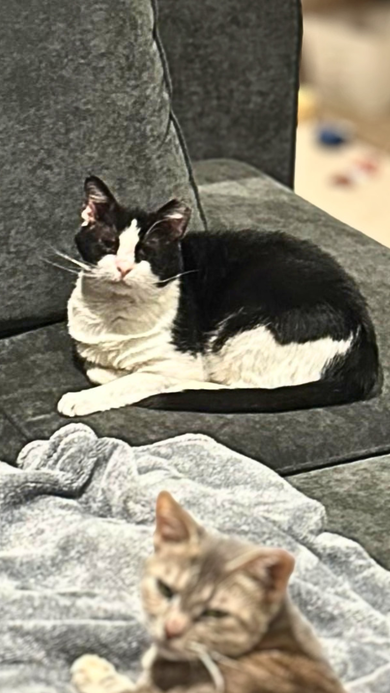 Sylvester, photo 6
