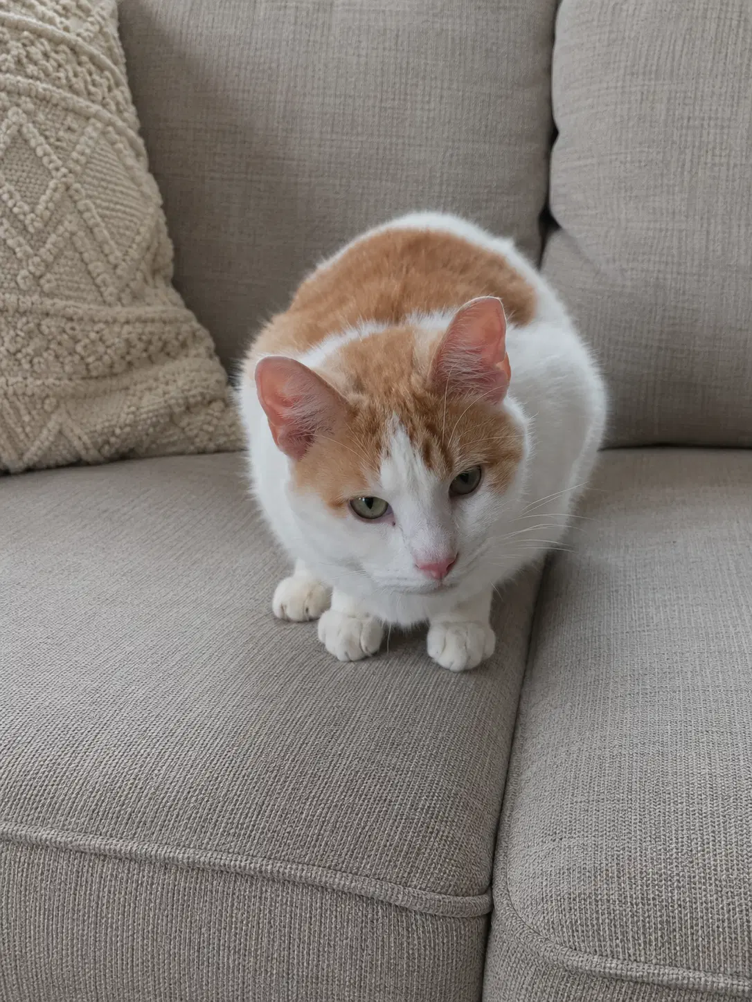 Scooter - Domestic Short Hair