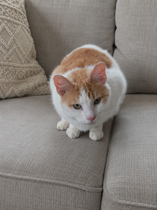 Scooter, a cat for adoption from Loving Care Cat Rescue