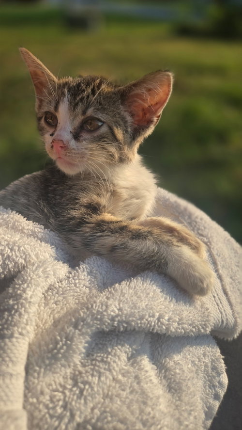 Briar, a cat for adoption from Loving Care Cat Rescue