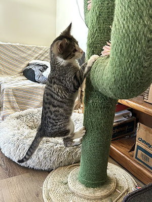 Briar, photo 4