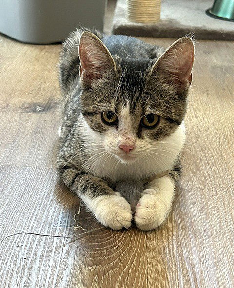 Briar - Cuddly, Playful, Beauty