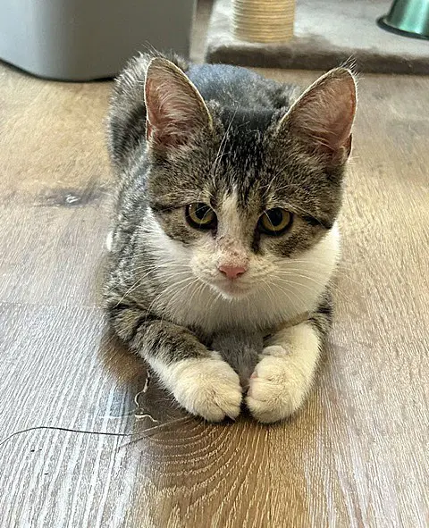 Briar - Cuddly Playful Beauty - Domestic Short Hair