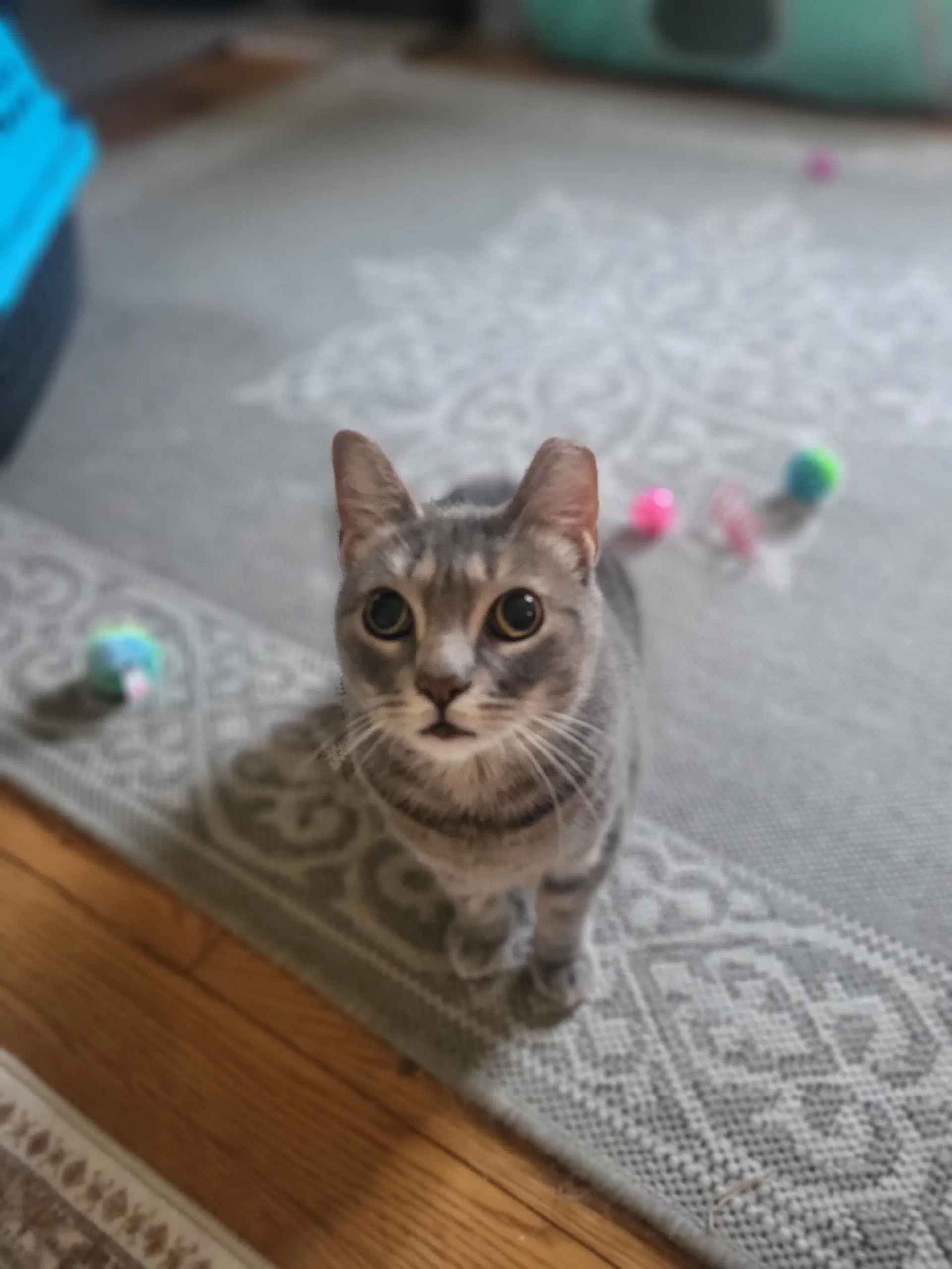 Marina - Domestic Short Hair
