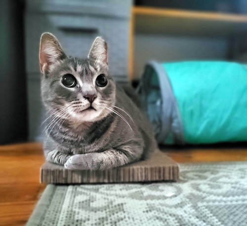 Marina, a cat for adoption from Loving Care Cat Rescue