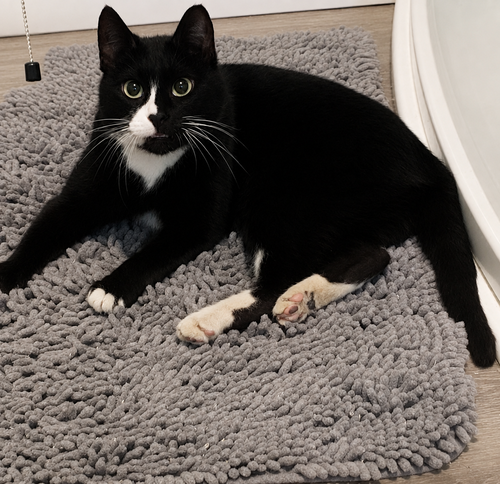 Cammie, a cat for adoption from Loving Care Cat Rescue