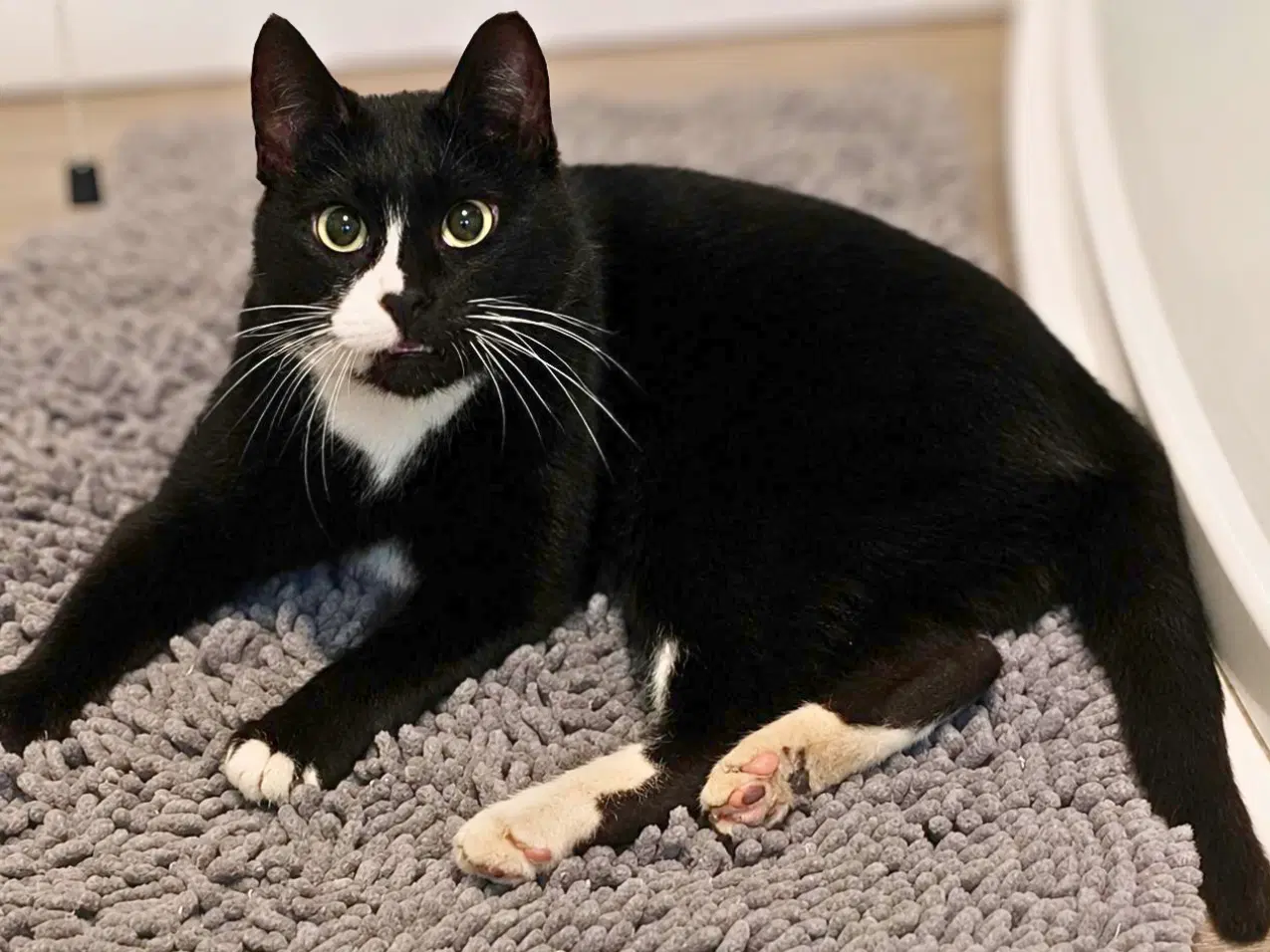 Cammie - Domestic Short Hair