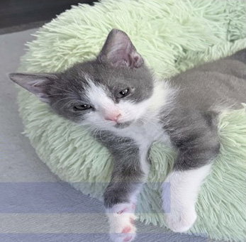 Fig, a cat for adoption from Loving Care Cat Rescue