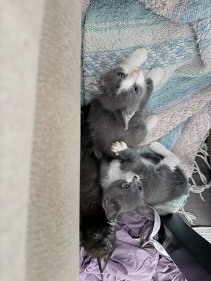 Fig, photo 5