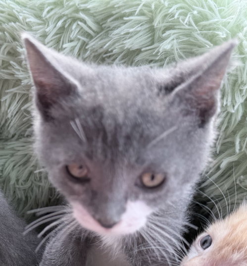 Olive, a cat for adoption from Loving Care Cat Rescue