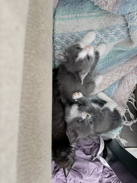 Photo 2 of Olive