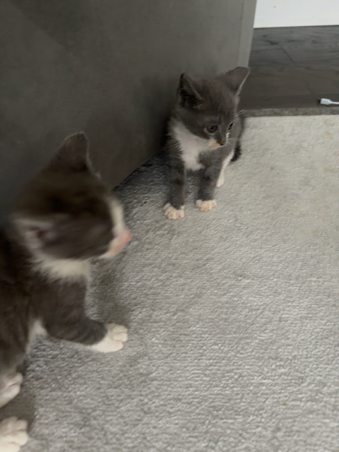Photo 3 of Olive