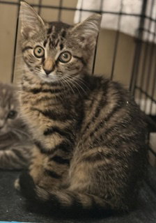 Koda, cat — photo 1 of 3