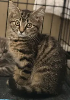 Koda - Domestic Short Hair