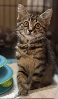 Koda image 2