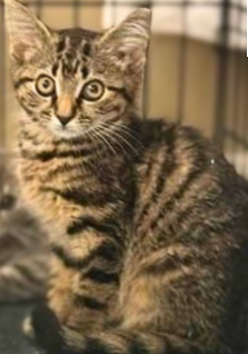 Koda