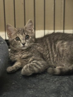 Colette, cat — photo 1 of 3