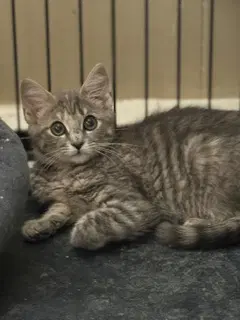 Colette - Domestic Short Hair