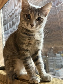 Photo 5 of Colette