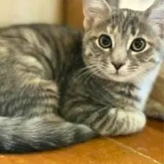 Colette - Domestic Short Hair