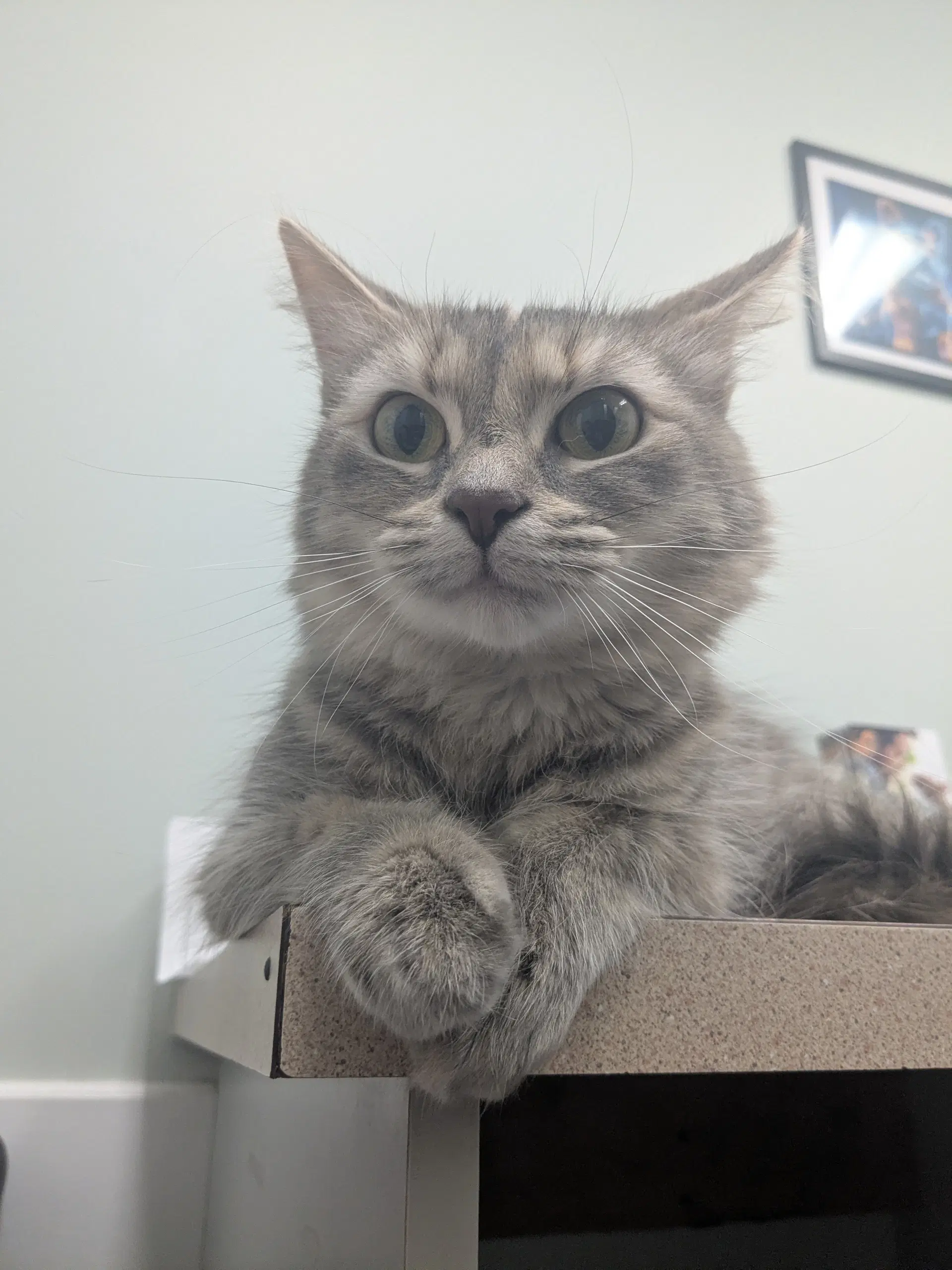 Penny - Domestic Medium Hair