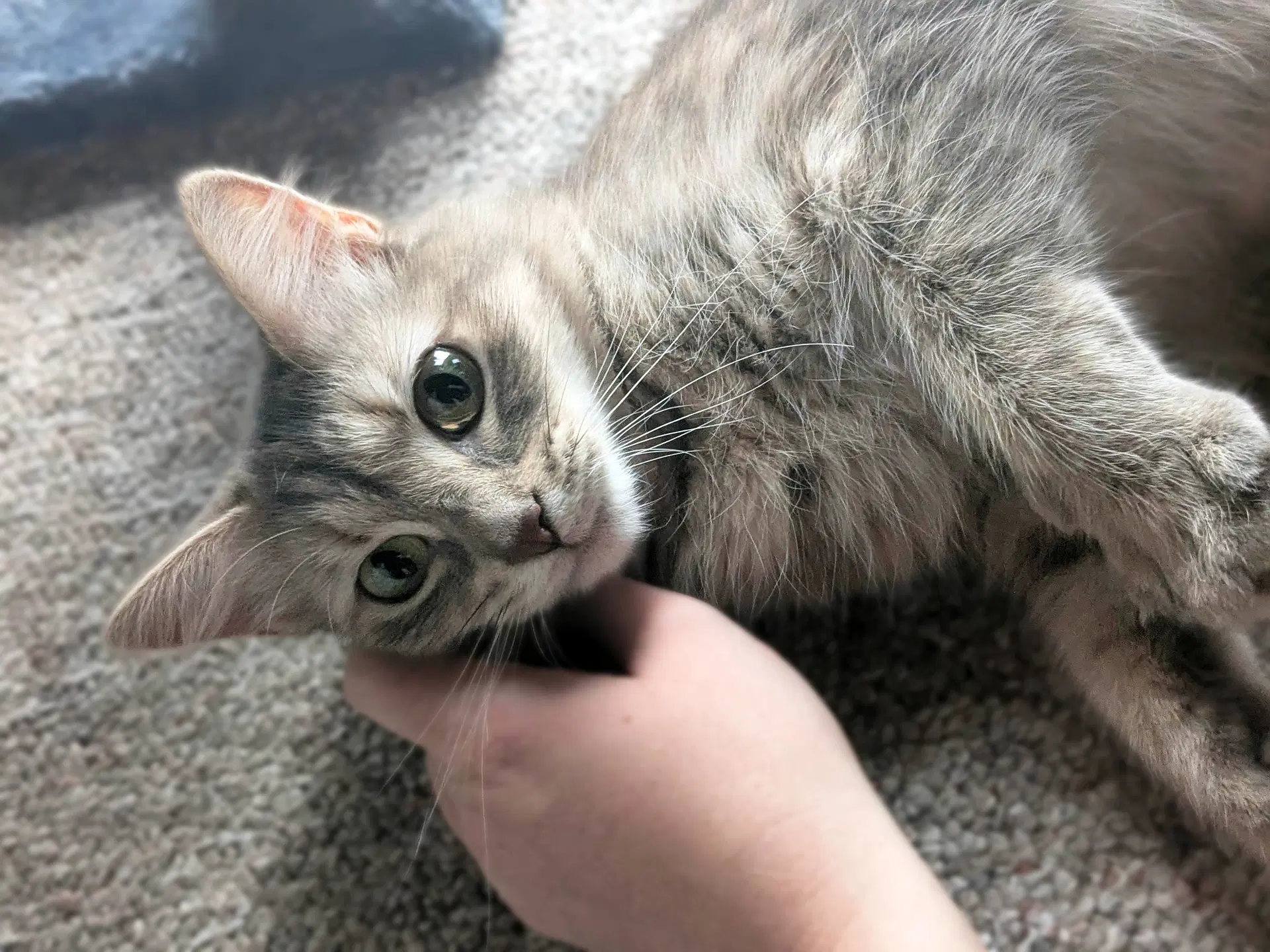 Penny - Domestic Medium Hair