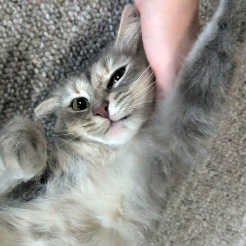 Photo 2 of Penny