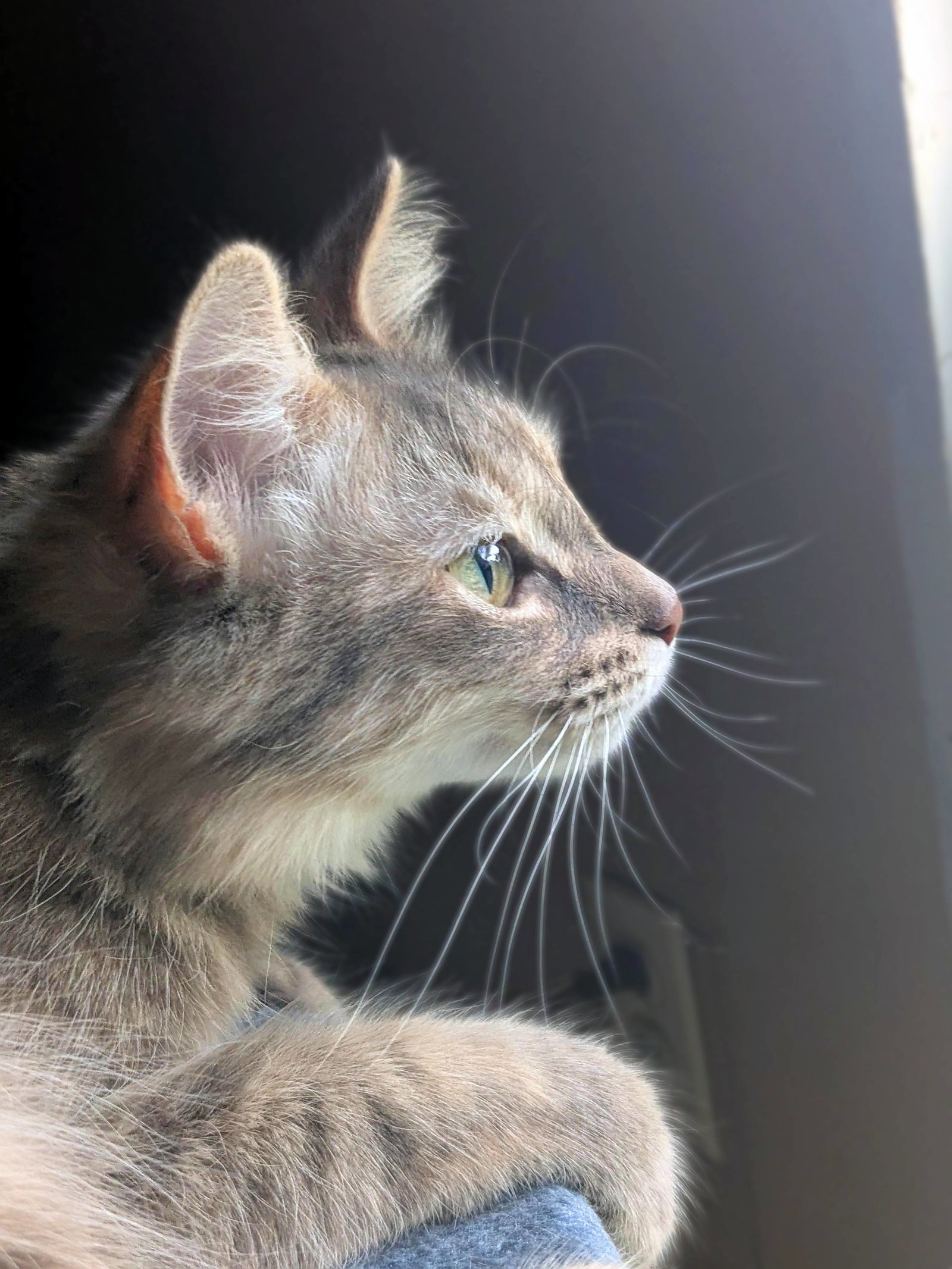 Penny, photo 4