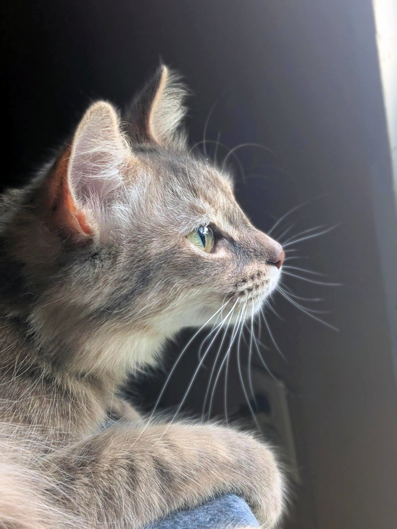 Penny, photo 4