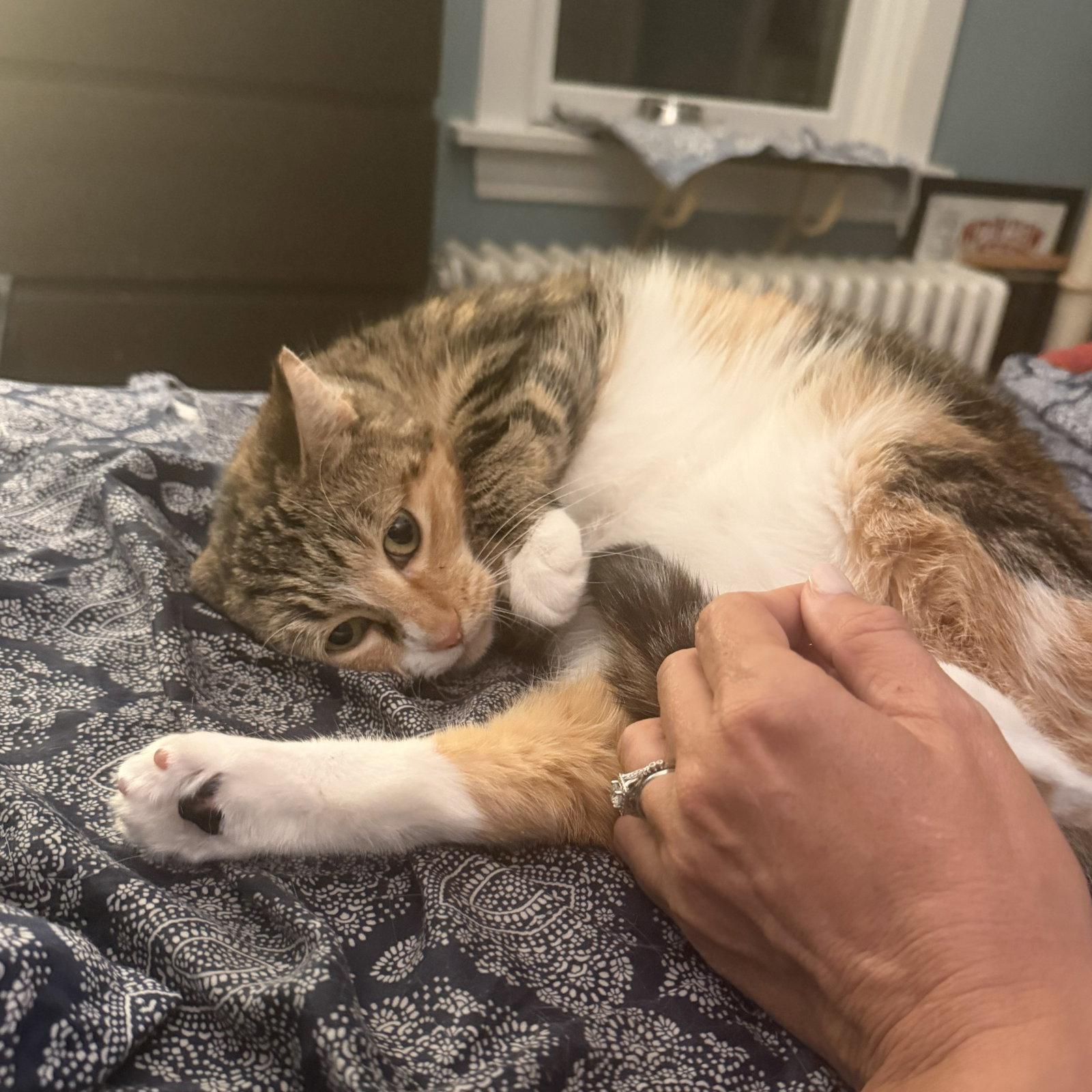 Ruthie (unique and so affectionate), photo 6