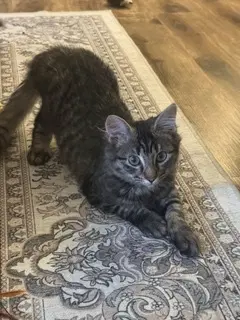 Minnie - Domestic Medium Hair