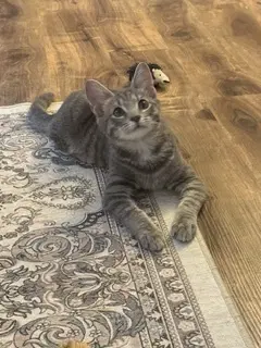 Mickey - Domestic Short Hair