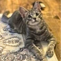Mickey, a cat for adoption from Loving Care Cat Rescue