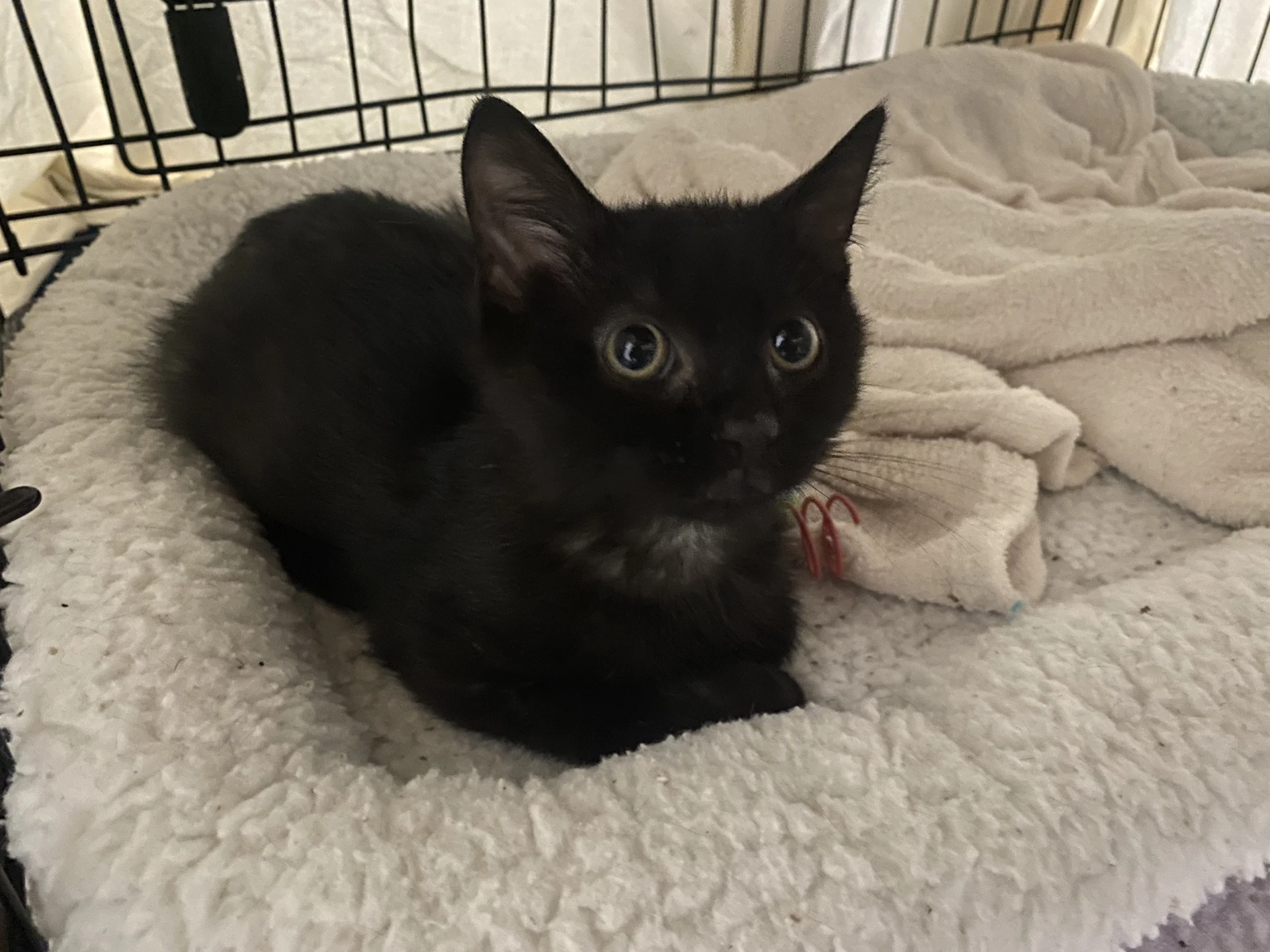 Little Squirt