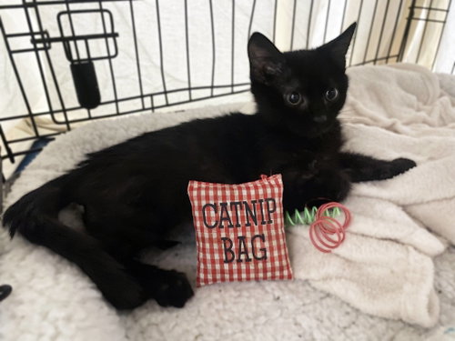Little Squirt, a cat for adoption from Loving Care Cat Rescue