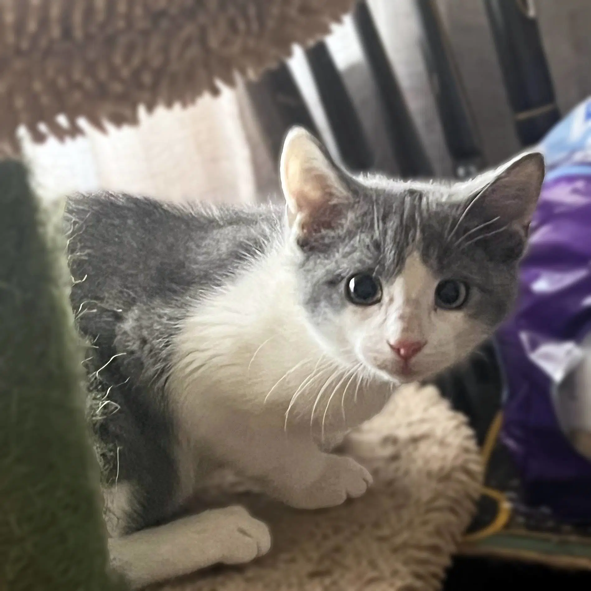 Goose - Domestic Short Hair