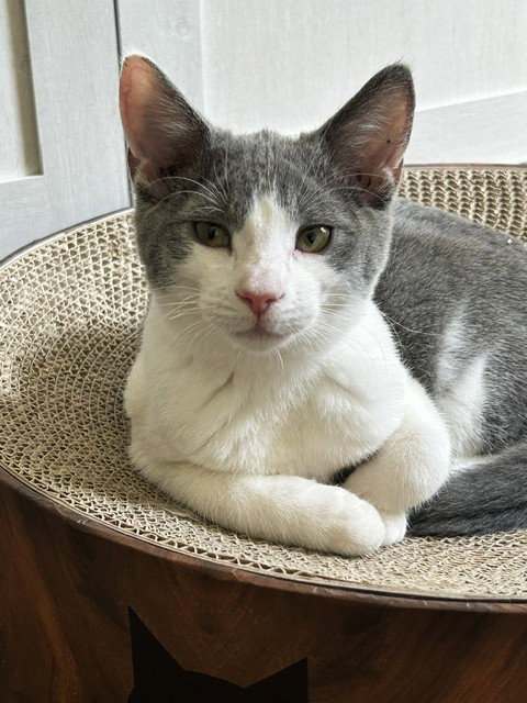 Goose, photo 2