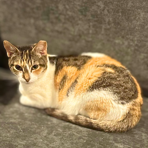 Dahlia, a cat for adoption from Loving Care Cat Rescue